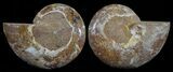 Cut & Polished, Agatized Ammonite Fossil - Jurassic #53793-1